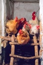 Rooster and hens roosting in an agricultural chicken coop