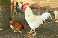 Rooster and hens on the rural yard Royalty Free Stock Photo