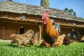 Rooster and hens on rural yard Royalty Free Stock Photo