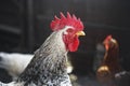 Rooster and hens are walking outdoors on farm in the countryside. Chicken in the chicken coop
