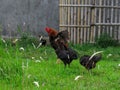 A rooster with his three queens.