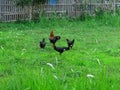 A rooster with his three queens.