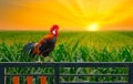 rooster on house fence with green corn field and sunrise Royalty Free Stock Photo