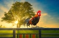 Rooster on house fence in the morning Royalty Free Stock Photo