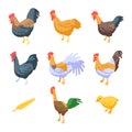 Rooster icons set, isometric style