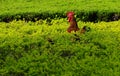 Rooster inside green garden in sunny summer day Royalty Free Stock Photo