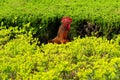 Rooster inside green garden in sunny summer day Royalty Free Stock Photo