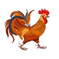 Rooster. Isolated