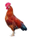 Rooster isolated colorful red-brown rooster