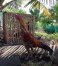 The Rooster from Java has many spesies Royalty Free Stock Photo