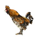 Rooster Royalty Free Stock Photo