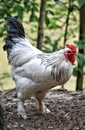 rooster kock bird chicken handsome man