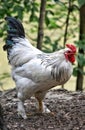 rooster kock bird chicken handsome man Royalty Free Stock Photo