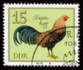 Rooster Kraienkopp from the series German Cocks, circa 1979