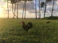 Rooster on Lawn during Sunrise in Kapaa on Kauai Island, Hawaii.