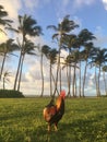 Rooster on Lawn during Sunrise in Kapaa on Kauai Island, Hawaii.