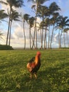 Rooster on Lawn during Sunrise in Kapaa on Kauai Island, Hawaii.