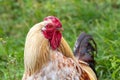 Rooster with light feathers in the garden close up Royalty Free Stock Photo