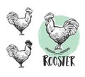 Rooster Logotypes Set. Hen Meat And Eggs Vintage Produce Elements. Badges And Design Elements Depicting Cock. Vector