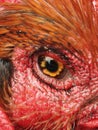 Rooster looking in the camera. Macro eye of rooster. Chicken eye Royalty Free Stock Photo