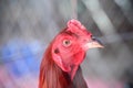 Rooster looking colorful head close up isolated on white background , clipping path