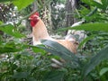 the rooster is looking food is brushed behind the crumbs Royalty Free Stock Photo