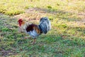 Rooster looking for food Royalty Free Stock Photo