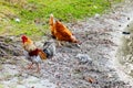 Rooster looking for food Royalty Free Stock Photo