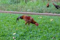 Rooster is looking for food in the green grass Royalty Free Stock Photo