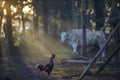 Rooster looking for food in the morning Royalty Free Stock Photo