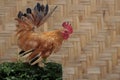 A rooster is looking for food in a pile of dry leaves.