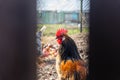 Rooster looking through gap behind fence in chicken enclosure Royalty Free Stock Photo
