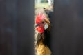 Rooster looking through gap behind fence in chicken enclosure Royalty Free Stock Photo