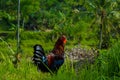A Rooster Looking Towards The Camera Amidst The Grass, Trees, And Wild Plants In The Village