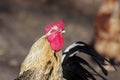 A rooster looks up warily Royalty Free Stock Photo