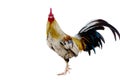 Rooster Male Chicken isolate white background with clipping pa Royalty Free Stock Photo