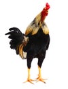 Rooster Male Chicken isolate white background with clipping pa. Royalty Free Stock Photo