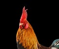 Rooster Male Chicken isolate white background with clipping pa Royalty Free Stock Photo