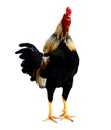 Rooster Male Chicken isolate white background with clipping pa. Royalty Free Stock Photo