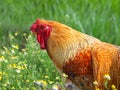 Rooster on a meadow