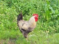 Rooster on a meadow