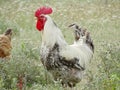 Rooster in the meadow