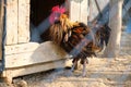 Rooster mixed breed between Serama bantam and Phoenix looking inside a dog`s house, in a poultry/animal paddock, at rural farm Royalty Free Stock Photo