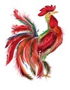 Rooster Multicolored rooster isolated on white background.