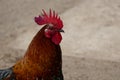 Rooster on Na Pali Coast Royalty Free Stock Photo