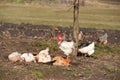Rooster near hens having a dust bath on a warm day Royalty Free Stock Photo