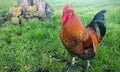 A gorgeous rooster of New Zealand, meadow background,