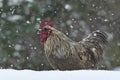 Rooster of old resistant breed Hedemora from Sweden on snow in wintery landscape.