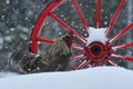 Rooster of old resistant breed Hedemora from Sweden on snow in wintery landscape. Royalty Free Stock Photo