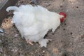 Rooster in the open-air cage on the farm